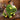 Big Plush Triceratops