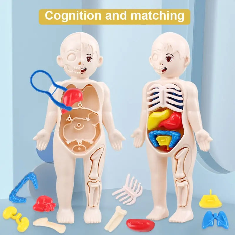 Human Organ Model Toys